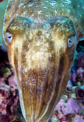 Birmanie - Mergui - 2018 - DSC03211 - Broadclub cuttlefish - Seiche - Sepia latimanus